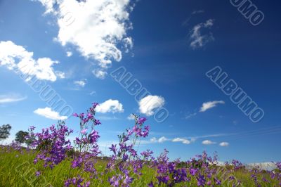 Bluebells under the sky Bluebells under the sky