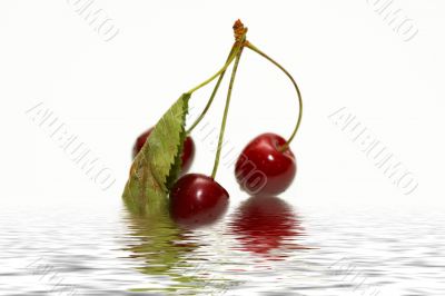 sweet cherry in water