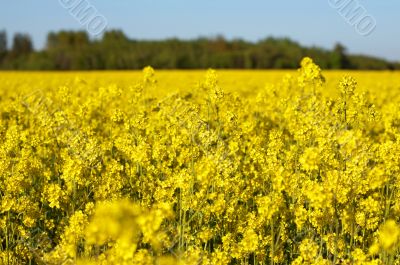 Canola Field under Blue Sky