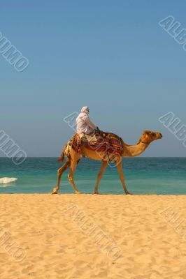 Camels, desert and ocean