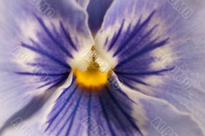 Center details of a bloom