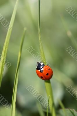 Ladybird on a blade