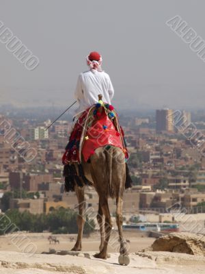 dromedary and camel i kair travell secret