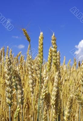 wheat and sky