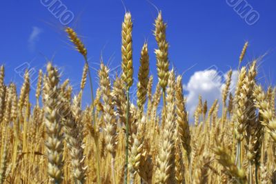 wheat and sky