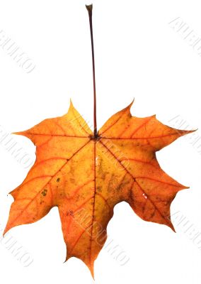 Maple leaf isolated on white