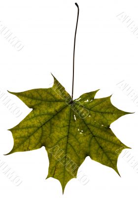 Maple leaf isolated on white