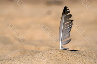 Seagull feather in beach