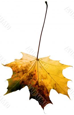 Maple leaf isolated on white