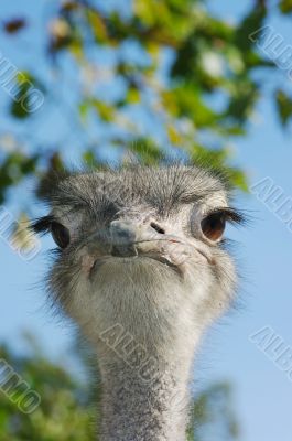 Portrait of an ostrich