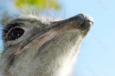 Portrait of an ostrich