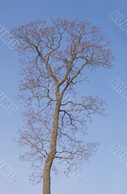 Bare tree in spring