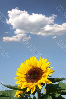 Sunflower with bee in front of a cloud Sunflower with bee in front of a cloud