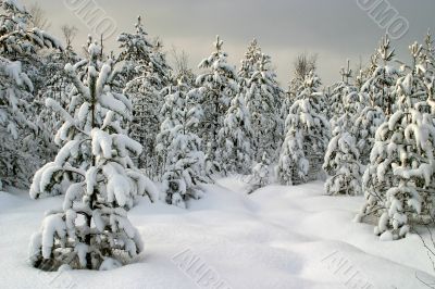 winter forest