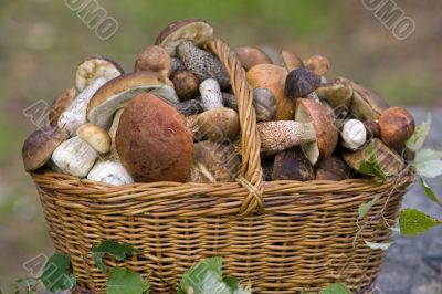 basket, full of fresh autumn mushrooms.