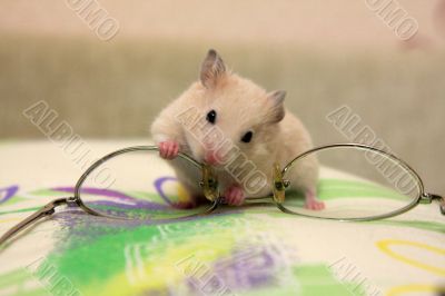 Hamster and glasses