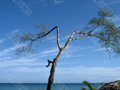 small tree by the blue ocean