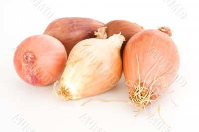 shallots shallots