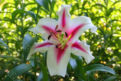 Graceful lonely tropical flower in foliage