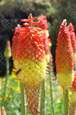 Graceful tropical flower