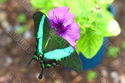 Green butterfly collecting nectar