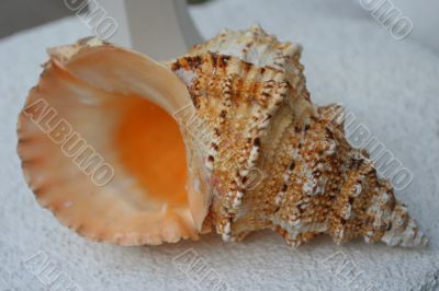 greater cockleshell greater cockleshell