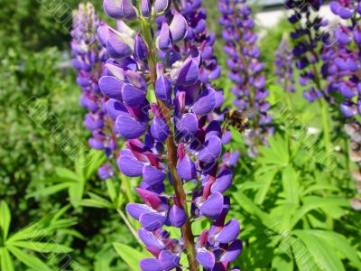 bumblebee on purple lupins