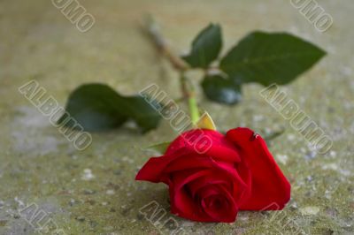 Red rose