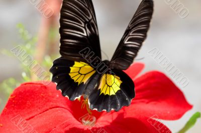 Flitting butterfly on a red flower
