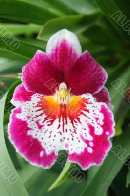 Graceful lonely tropical flower in foliage