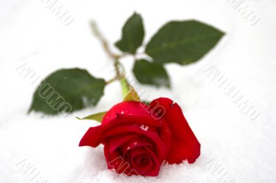 Red rose on a snow Red rose on a snow