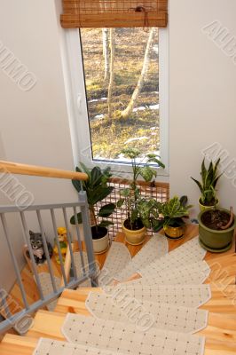 Flowers on stairs