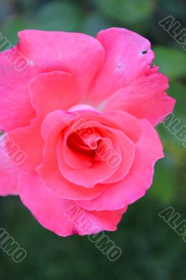 Graceful lonely tropical flower in foliage