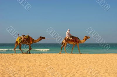 Camels, desert and ocean