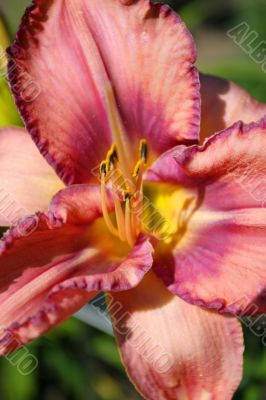 Graceful lonely tropical flower in foliage