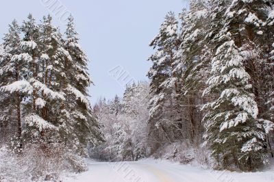 Winter forest