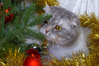 Christmas cat among a fur-tree, christmas balls and a tinsel