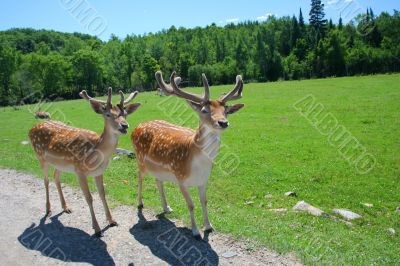 White-Tailed Deer White-Tailed Deer
