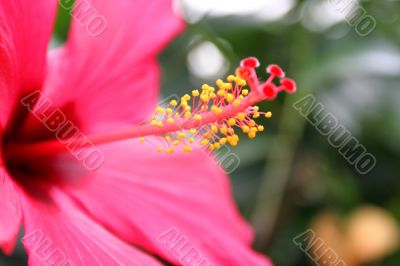 Graceful lonely tropical flower in foliage