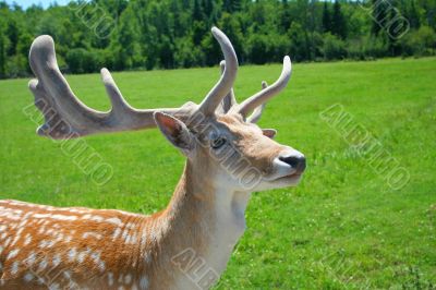 White-Tailed Deer