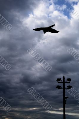 Evening flight ravens Evening flight ravens