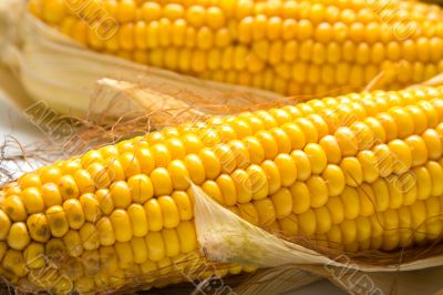 corn background corn background