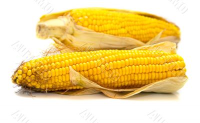 Freshly harvested corn Freshly harvested corn