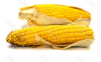 Freshly harvested corn