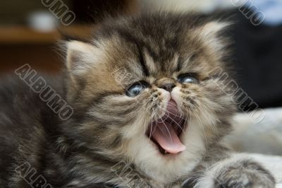 Small fluffy kitten with the open mouth. A pet