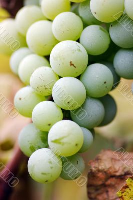  bunch of grapes