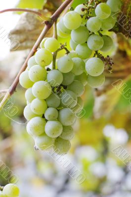 Close-up of a bunch of grapes