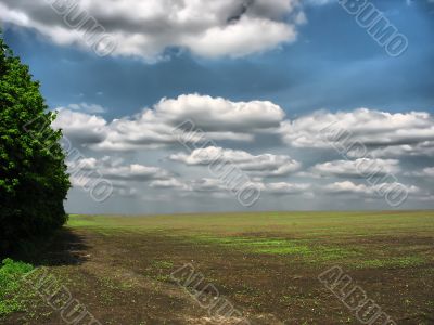 Green agricultural field