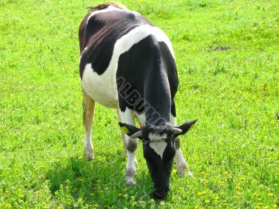 A cow greasing on a green meadow