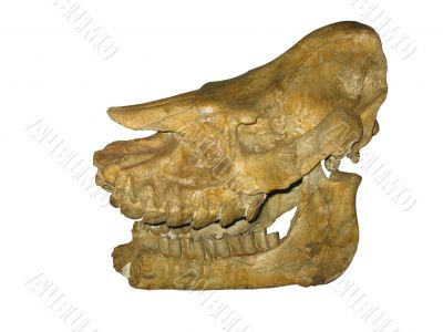 Prehistoric animal skeleton scull isolated